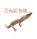 レオパでご挨拶（個別スタンプ：1）
