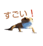 レオパでご挨拶（個別スタンプ：2）