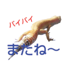 レオパでご挨拶（個別スタンプ：3）