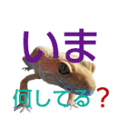 レオパでご挨拶（個別スタンプ：5）