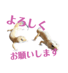 レオパでご挨拶（個別スタンプ：6）
