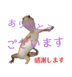 レオパでご挨拶（個別スタンプ：9）