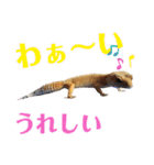 レオパでご挨拶（個別スタンプ：10）