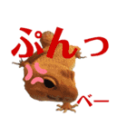 レオパでご挨拶（個別スタンプ：11）