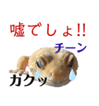 レオパでご挨拶（個別スタンプ：12）