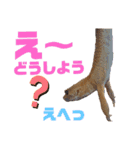 レオパでご挨拶（個別スタンプ：14）