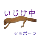 レオパでご挨拶（個別スタンプ：15）
