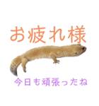 レオパでご挨拶（個別スタンプ：16）