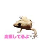 レオパでご挨拶（個別スタンプ：17）