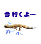 レオパでご挨拶（個別スタンプ：18）