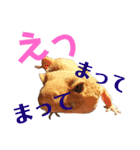 レオパでご挨拶（個別スタンプ：20）