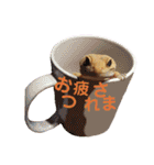 レオパでご挨拶（個別スタンプ：21）