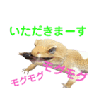 レオパでご挨拶（個別スタンプ：22）