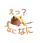 レオパでご挨拶（個別スタンプ：24）
