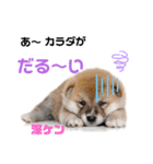 ワンビーンズ（個別スタンプ：4）