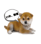 ワンビーンズ（個別スタンプ：6）