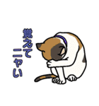 ニャン語録（個別スタンプ：10）