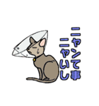 ニャン語録（個別スタンプ：13）
