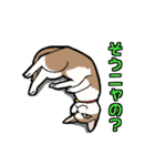 ニャン語録（個別スタンプ：18）