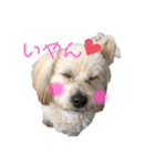 こむぎのあいさつ（個別スタンプ：3）