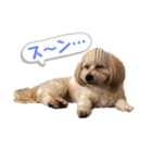 こむぎのあいさつ（個別スタンプ：4）