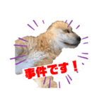 こむぎのあいさつ（個別スタンプ：6）