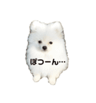 ポムタイムズ（4）（個別スタンプ：9）