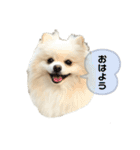 ポムタイムズ（4）（個別スタンプ：11）