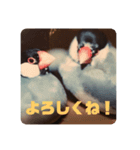 うーちゃんとぴきちゃんとみーこです。（個別スタンプ：1）