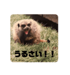 うーちゃんとぴきちゃんとみーこです。（個別スタンプ：5）