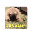 うーちゃんとぴきちゃんとみーこです。（個別スタンプ：6）