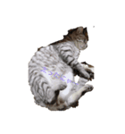 うちの猫達です（個別スタンプ：2）