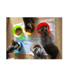 うちの猫達です（個別スタンプ：5）