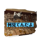 うちの猫達です（個別スタンプ：6）