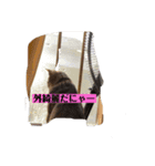 うちの猫達です（個別スタンプ：7）