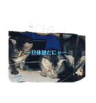うちの猫達です（個別スタンプ：8）
