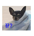 ちびこの可愛い日常（個別スタンプ：1）