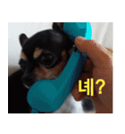 ちびこの可愛い日常（個別スタンプ：3）