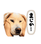 きゃろん（個別スタンプ：39）