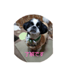シーズ犬ラッキー（個別スタンプ：1）