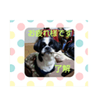 シーズ犬ラッキー（個別スタンプ：2）