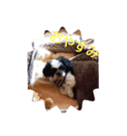 シーズ犬ラッキー（個別スタンプ：4）