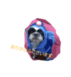 シーズ犬ラッキー（個別スタンプ：5）