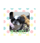 シーズ犬ラッキー（個別スタンプ：7）