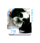 シーズ犬ラッキー（個別スタンプ：8）