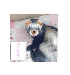 ここぽんれお（個別スタンプ：1）