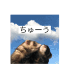 ここぽんれお（個別スタンプ：2）