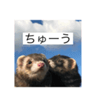 ここぽんれお（個別スタンプ：3）