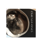 ここぽんれお（個別スタンプ：4）