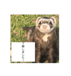 ここぽんれお（個別スタンプ：5）